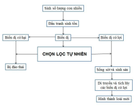 BÀI 50: CƠ CHẾ TIẾN HÓA